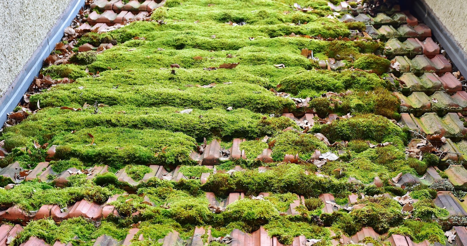 Regency Roofing moss removal & roof cleaning project 1