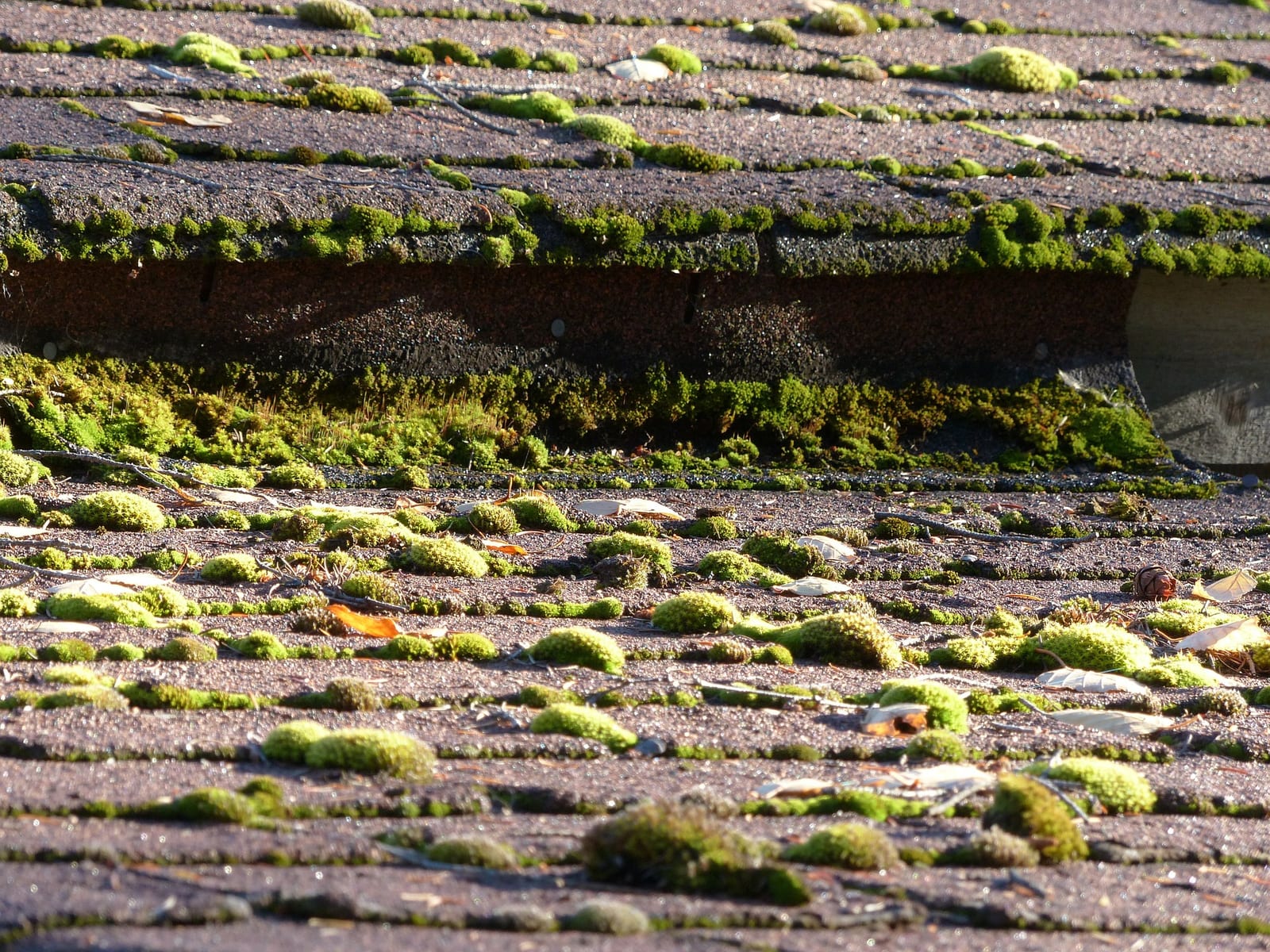 Regency Roofing moss removal & roof cleaning project 2