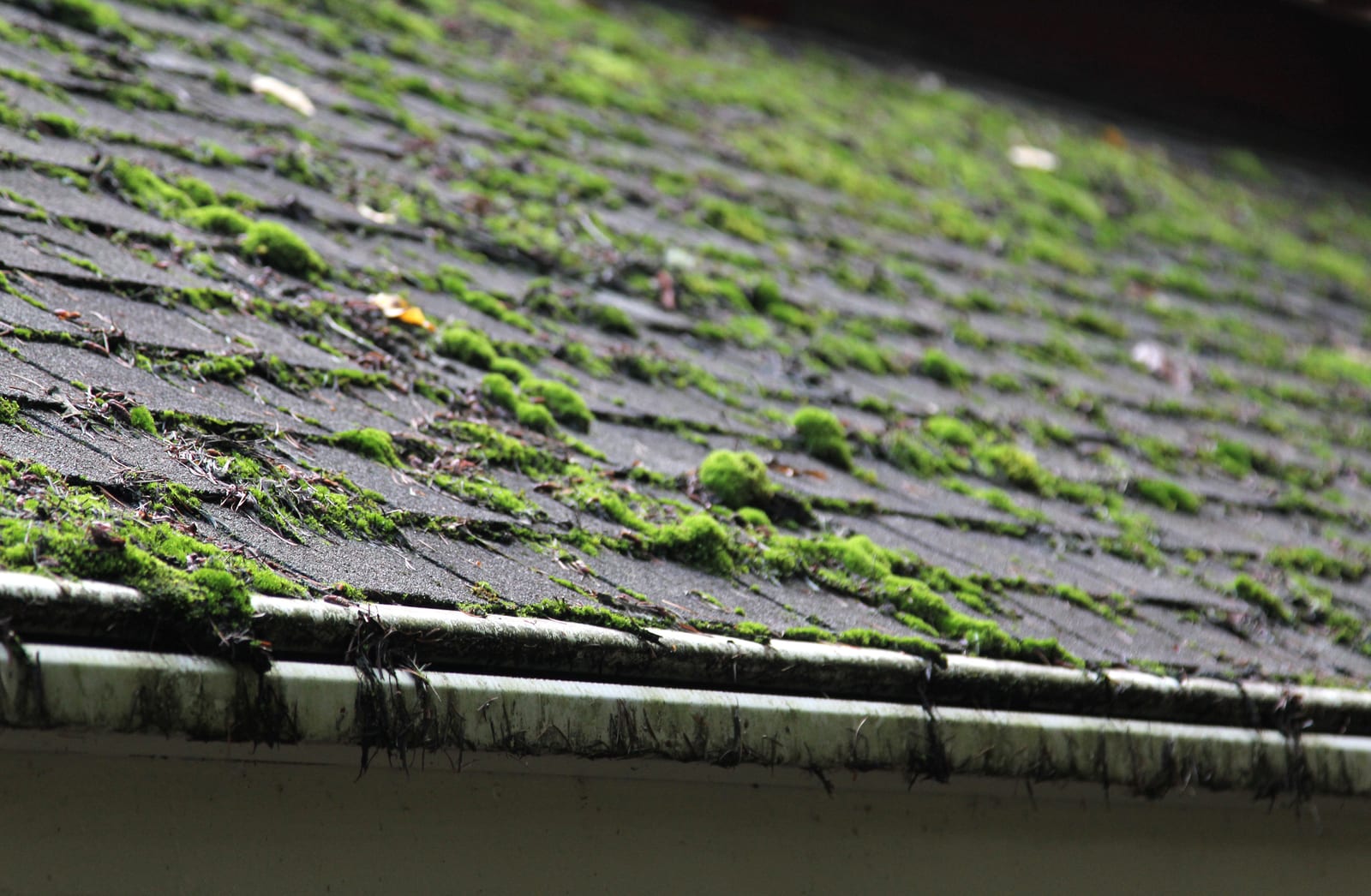 Regency Roofing moss removal & roof cleaning project 6