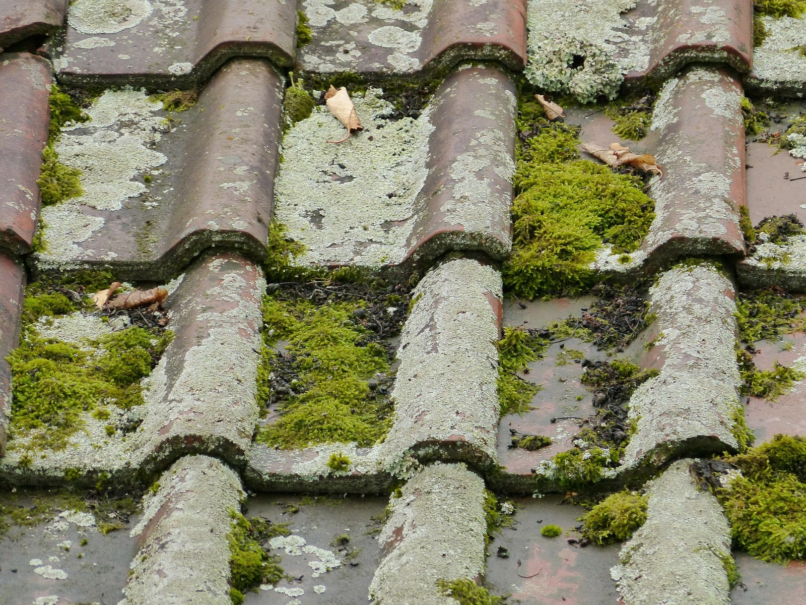 Regency Roofing moss removal & roof cleaning project 7